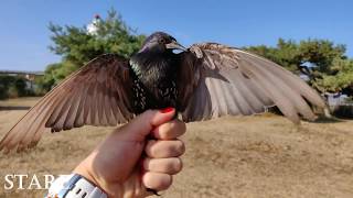 Ottenby Bird Observatory, Öland, Sverige