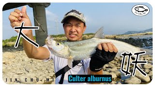 【釣魚津觸咪】原來曲腰還是會衝的..! #V特 #路亞 #JinChuMi #JCM #Fishing #Lure