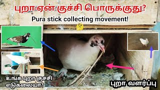 புறா ஏன் குச்சி பொருக்குது? | pigeon why collecting sticks | புறா வளர்ப்பு தகவல்கள்