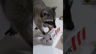 Happy Raccoon Gets Some KFC