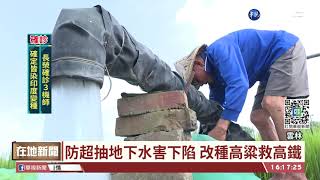 阻擋地層下陷 雲林種省水高粱救高鐵｜華視台語新聞 2021.09.6