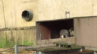 Peregrine Falcon Breakfast