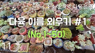 베란다 다육 이름 읽고 외우기(50종)/Learning succulent names/多肉植物の名前覚える