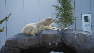 人とクマの「いい距離感」アーカイブ part1　北海道におけるヒグマに関する取組み