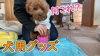 犬の足洗いカップを試してみたよ