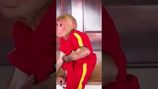 BIbi feels regretful for damaging his swimming pool #monkey #babymonkey #bibi #cute #funny #shorts