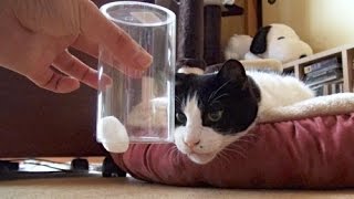 猫に科学の不思議を見せてみた - Static electricity and Cats -