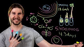 Jellyfish Acceleration | Because Science Live