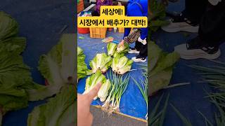 시장 배추 가격이 대박이네 #폭락 #시장 #vegetables #물가 #김치 #배추 #김장