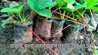 স্ট্রবেরীর সবচেয়ে উন্নত ও রোগমুক্ত জাত কোনটি? 01717566120