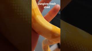 JUNGLOW FRESH SHED #boaconstrictor #boa #reptile #pet #img #snake #vpi