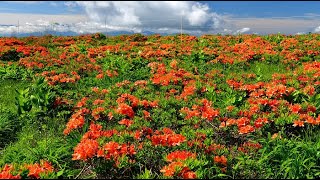 夏雲とレンゲツツジが美しい霧ヶ峰高原・4K