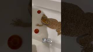 フトアゴがマコモ湯を紹介します。