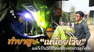 ทำไร่ยาสูบ เหนื่อยแค่ไหน ต้องดู | สุโขทัยไทยแลนด์