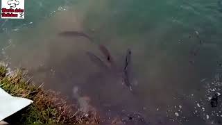 giornata di pesca, lago al bacino quinto di treviso . trota salmonata