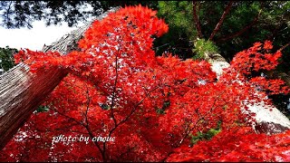 今年も鮮やか信州 清水寺の紅葉・4K