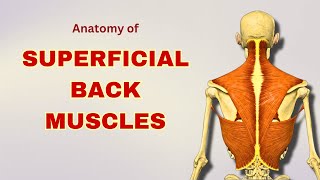 Superficial Back Muscles Anatomy | Extrinsic Back Muscles | Anatomy Tutorial | Doctor Speaks