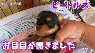 ビートルズのお目目が開きました！【ヨークシャーテリア専門犬舎チャオカーネ】