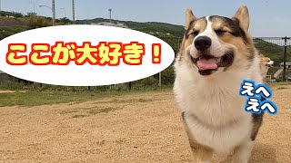 【旅行】遠出が嬉しすぎてにぱにぱが止まらないコーギー兄弟❣️Corgi brothers are happy to hang out at resort. it's funny corgi life.