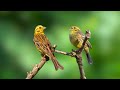 Birdsong - Breathtaking Nature Sounds - Relaxing Bird Sounds Heal Stress, Heal the Mind