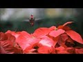 ༺ ♫música Maravillosa Para Relajarse✿hermosas Paisajes En Vivo✿ ༺❤️