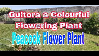 Gultora a Colourful Flowering Plant | Peacock Flower Plant | How to grow and care of Gultora Plant |