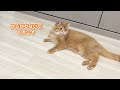 【検証】偽物の飼い主が帰宅した時の猫の反応がこちらですｗ