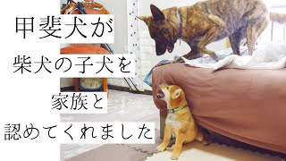 柴犬の子犬に見せる甲斐犬の優しさに思わず涙！見た目はいかつい。心は優しい。甲斐犬の魅力はここにあり！【甲斐犬・柴犬】