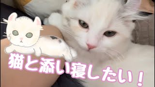 【子猫と添い寝したい人】疑似体験できます！