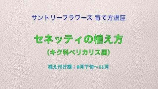 サントリーフラワーズ 育て方講座「セネッティの植え方」 4分5秒