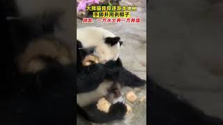 【功夫熊貓！#大熊猫徒手剝椰子畫面有多炸裂】大熊猫“舜舜”表演徒手剝椰子，放眼整個熊猫界也是相當炸裂！ 網友：一方水土養一方熊猫是真的。