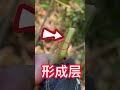 如何嫁接荔枝果樹？挑皮嫁接的方法，1分鐘就學會的嫁接技術 how to grafting lychee fruit trees the grafting learned in 1 minute