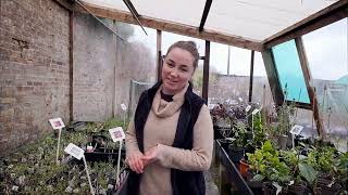 Watering plants in greenhouse - late February  in the UK