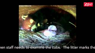 ENDANGERED RED PANDAS BORN AT COLUMBUS ZOO