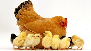 Modern Chicken Farm🐓 Amazing Modern Chicks Poultry Farming Technology