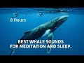 Whale sounds for Meditation: Relaxing sounds, (falling a sleep), ambient listening, yoga