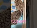 ハリネズミの求愛ソング