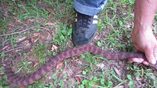 Harmless Banded Water Snake. NOT a Moccasin, Cottonmouth NOR Copperhead. Nonvenomous, Wildlife, FWC.