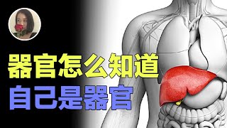 【表观遗传学01】器官是怎么知道自己是哪个器官的?为什么肝细胞不去干生殖