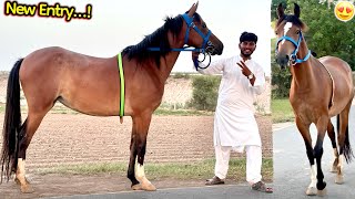 Alhamdulillah Finally New Female Horse🐎Aa Gayi😍Surprise Reveal