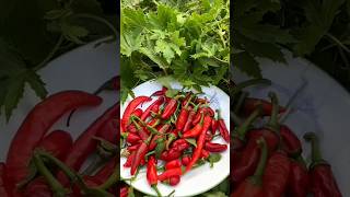 పండుమిర్చి,గోంగూర పచ్చడి, SUPER COMBINATION, PANDU MIRCHI,GONGURA PACHADI#FullVideoLinkInDescription