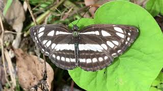 南西諸島の蝶　リュウキュウミスジ Neptis hylas　沖縄の蝶　butterfly　insects