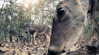 Forest Full Of Deer - Nature Sounds