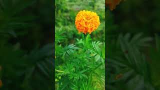 Tagetes erecta/ Gandu fula