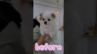 강아지 미용 전후 Before and after dog grooming.#shorts