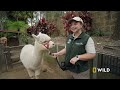 alpaca herd goes for a walk secrets of the zoo down under