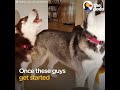 husky dogs howling and singing compilation the dodo