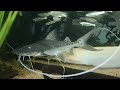 suriname piraiba catfish 3