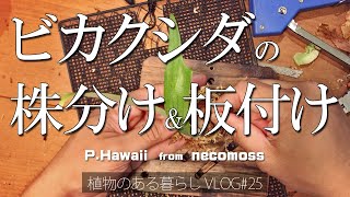 【ビカクシダの株分けしました VLOG#25】ビカクシダ/コウモリラン/植物のある暮らし/PLATYCERIUM/観葉植物/植物/necomoss/板付け