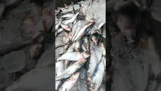 പകൽ മീൻ #KTNIFISHCENTRE🐬#viral #viralvideo #shortvideo #shorts #reels #reaction #fishcurry #fishing